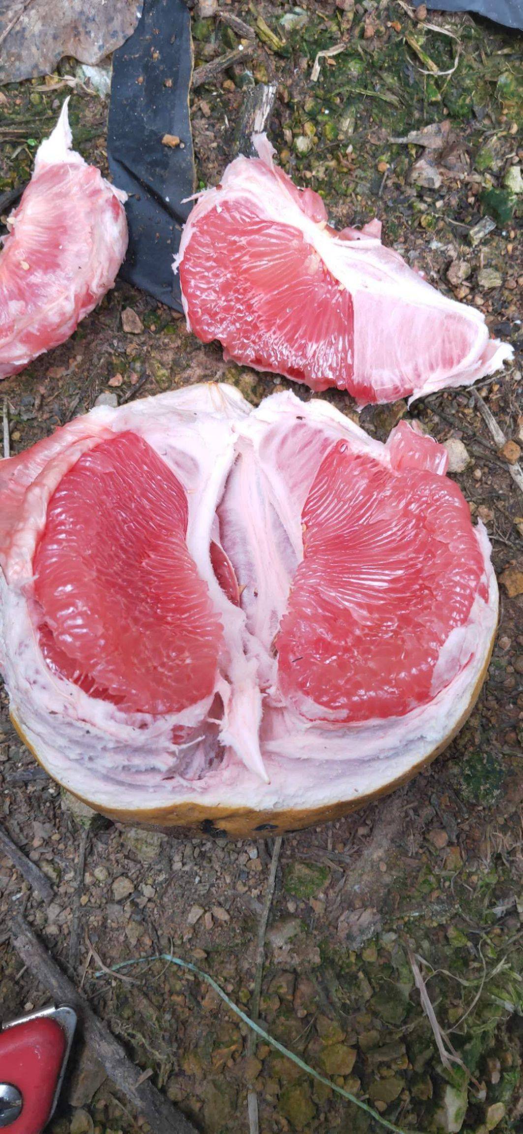  來了！柚子微商微信“田地龜裂”-第1張圖片-車53網