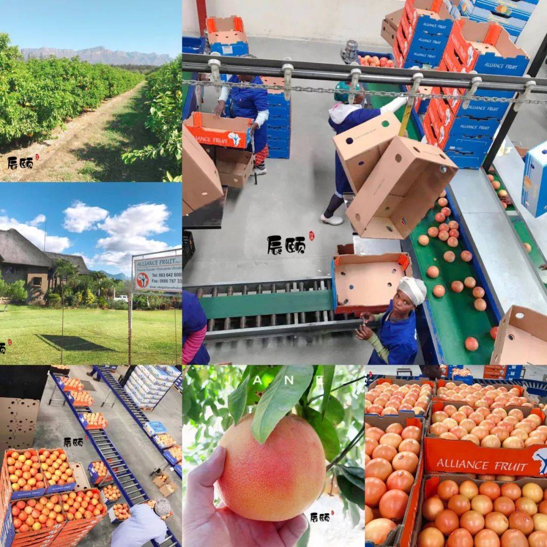 關于果香四溢！柚子煙彈櫻桃口味讓人陶醉的信息-第1張圖片-電子煙煙油論壇