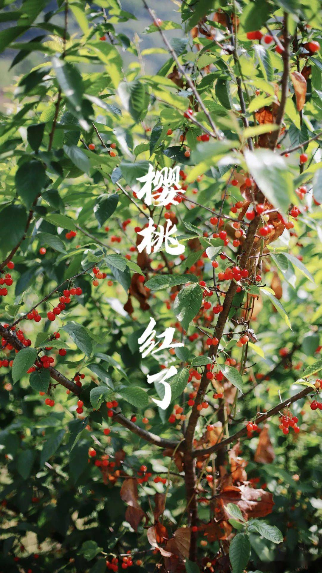 關于果香四溢！柚子煙彈櫻桃口味讓人陶醉的信息-第2張圖片-電子煙煙油論壇