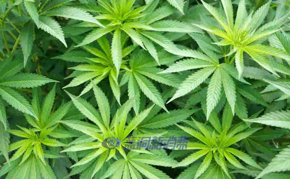 為發展工業大麻，韓國成立自由特區，又投資390億韓元開發大麻CBD藥物 