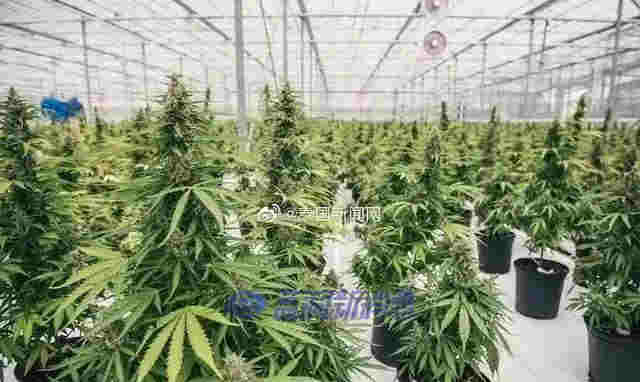 泰國專家稱：到2025年，大麻可為泰國制藥業創造80億泰銖的收入 