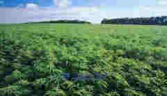 2021年大麻二酚CBD市場規模將超過2020年