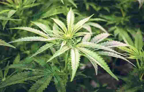 電子煙變身毒品？！警惕披著電子煙外衣的毒品 