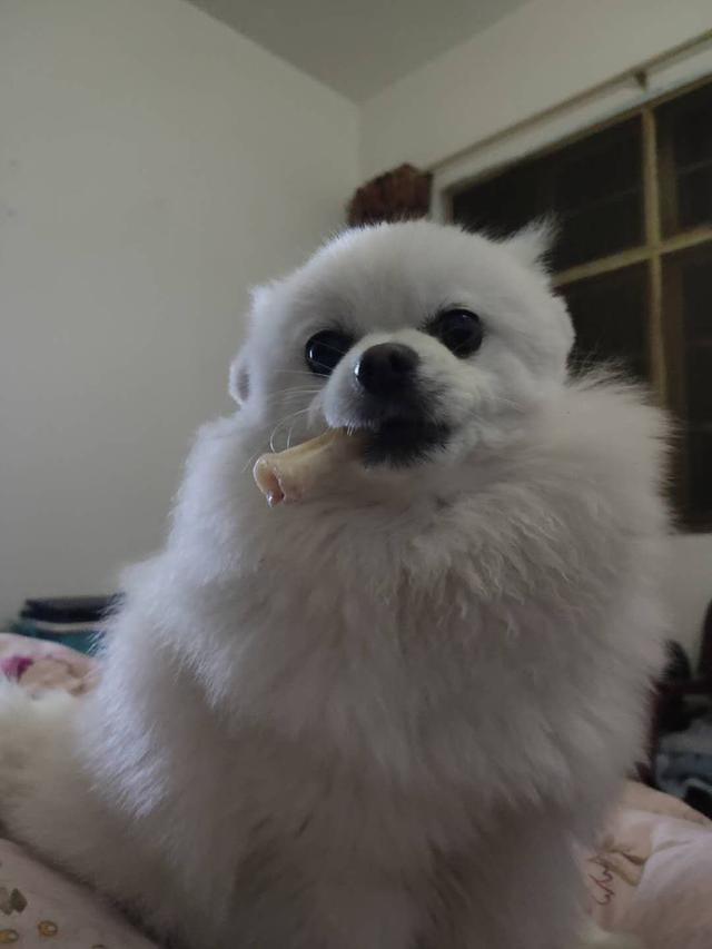 電子煙煙彈進沙子(鉑德電子煙煙彈售價)